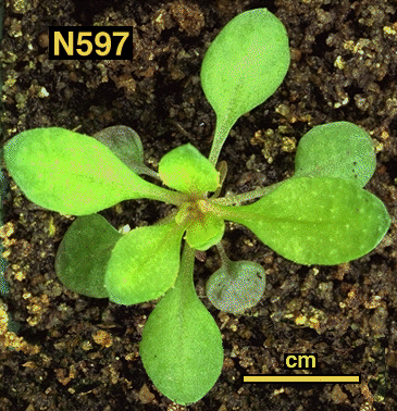High resolution image of this Arabidopsis plant