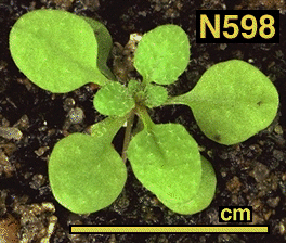 High resolution image of this Arabidopsis plant