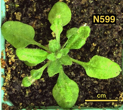 High resolution image of this Arabidopsis plant