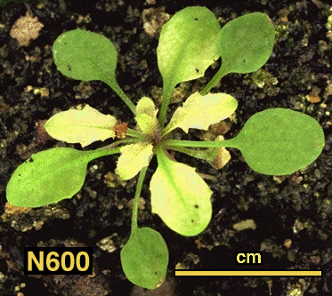 High resolution image of this Arabidopsis plant