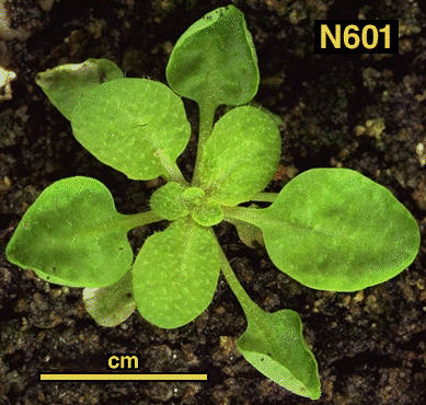 High resolution image of this Arabidopsis plant