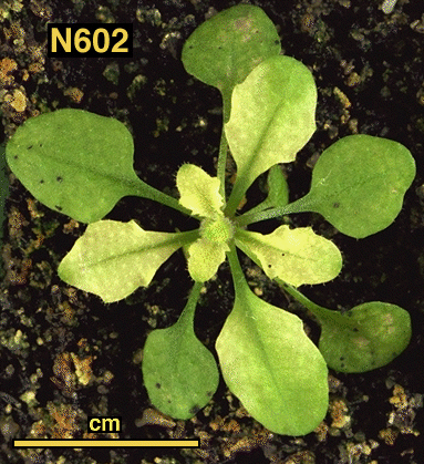 High resolution image of this Arabidopsis plant