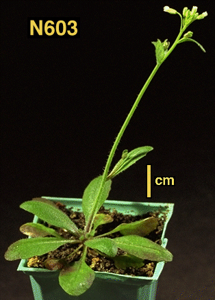 High resolution image of this Arabidopsis plant