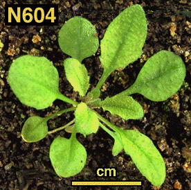 High resolution image of this Arabidopsis plant