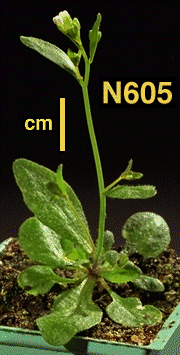 High resolution image of this Arabidopsis plant