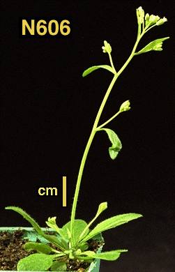High resolution image of this Arabidopsis plant