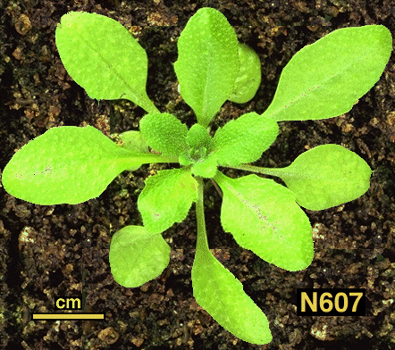 High resolution image of this Arabidopsis plant