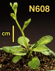 High resolution image of this Arabidopsis plant