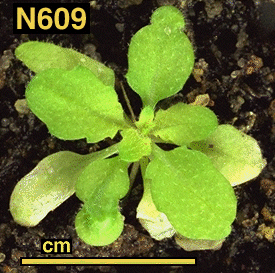 High resolution image of this Arabidopsis plant
