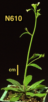 High resolution image of this Arabidopsis plant