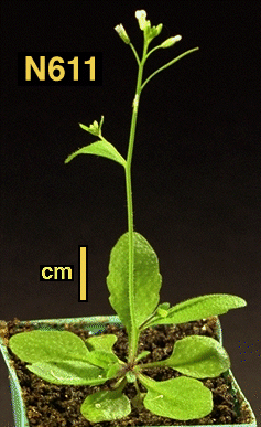 High resolution image of this Arabidopsis plant