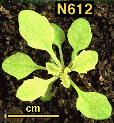 High resolution image of this Arabidopsis plant