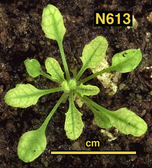 High resolution image of this Arabidopsis plant