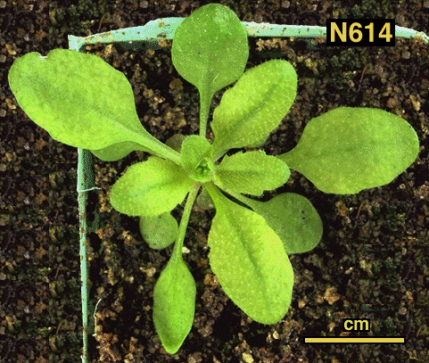 High resolution image of this Arabidopsis plant