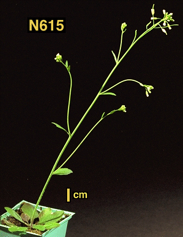High resolution image of this Arabidopsis plant