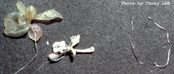 High resolution image of this Arabidopsis plant