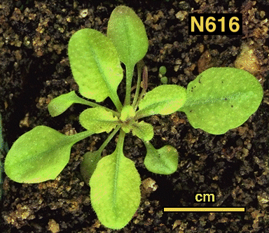 High resolution image of this Arabidopsis plant
