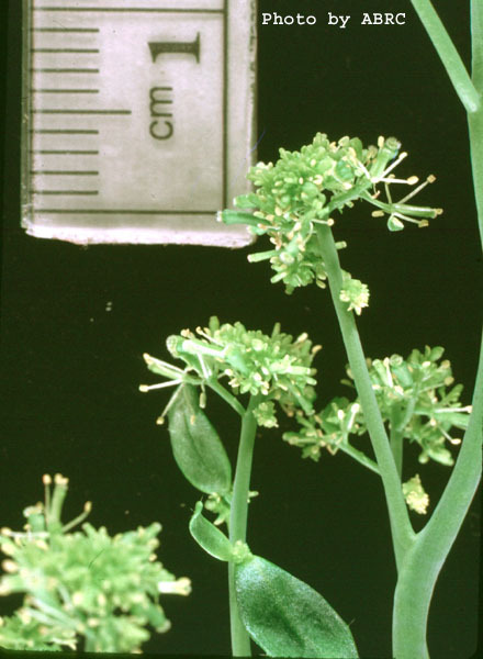 High resolution image of this Arabidopsis plant