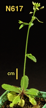 High resolution image of this Arabidopsis plant