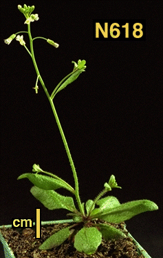High resolution image of this Arabidopsis plant