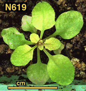 High resolution image of this Arabidopsis plant