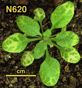 High resolution image of this Arabidopsis plant