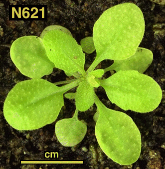 High resolution image of this Arabidopsis plant