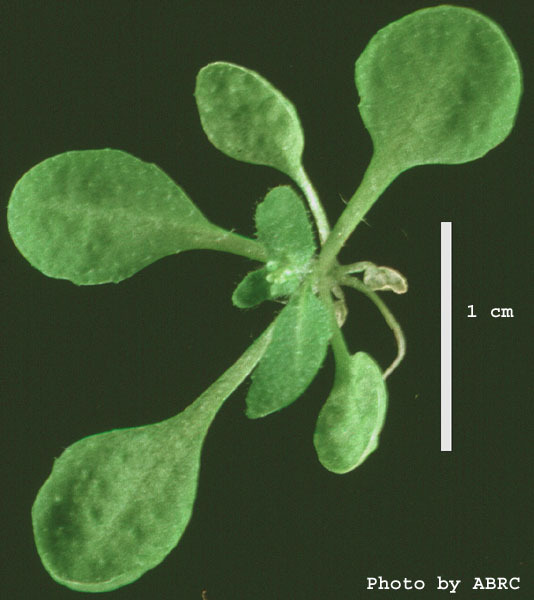 High resolution image of this Arabidopsis plant