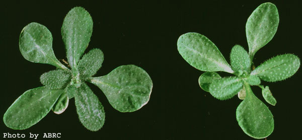 High resolution image of this Arabidopsis plant