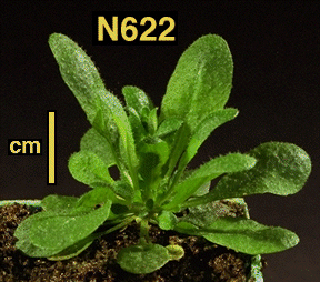 High resolution image of this Arabidopsis plant