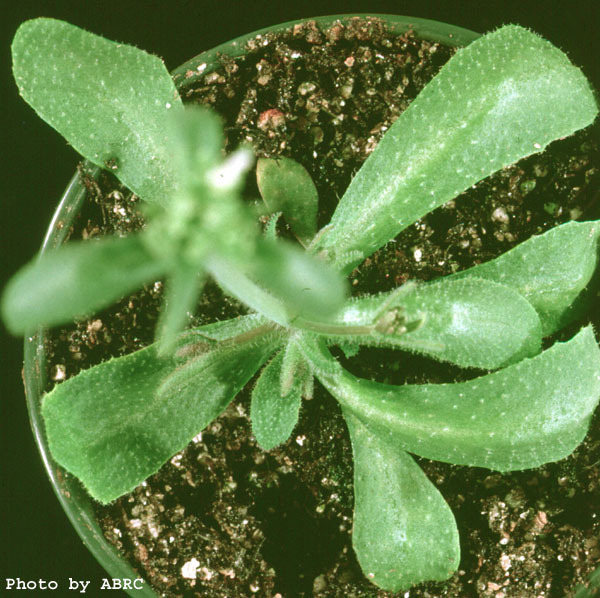 High resolution image of this Arabidopsis plant