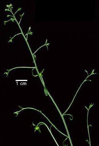 High resolution image of this Arabidopsis plant