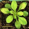 photo of Arabidopsis plant
