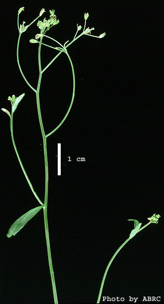 High resolution image of this Arabidopsis plant