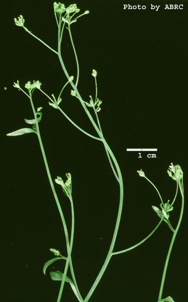 High resolution image of this Arabidopsis plant