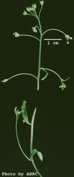High resolution image of this Arabidopsis plant