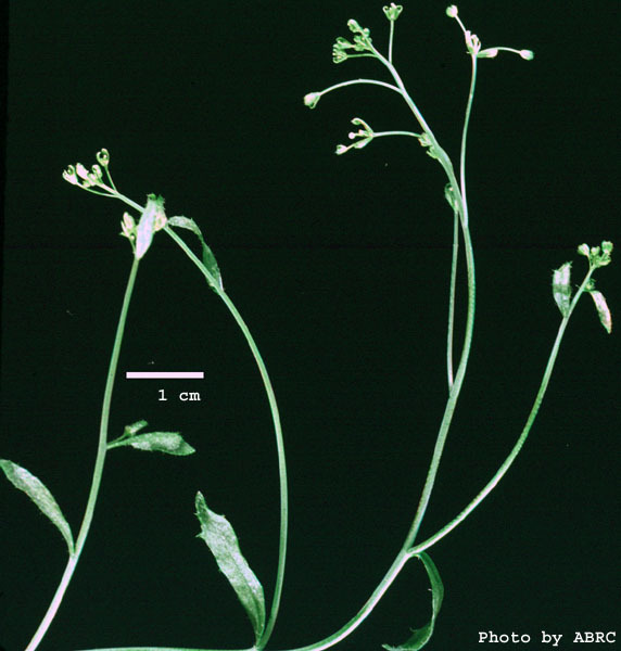 High resolution image of this Arabidopsis plant