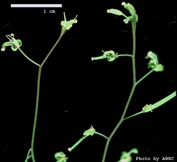 High resolution image of this Arabidopsis plant