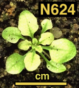High resolution image of this Arabidopsis plant