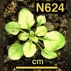 photo of Arabidopsis plant