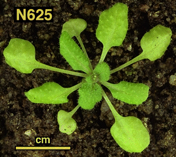 High resolution image of this Arabidopsis plant