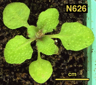 High resolution image of this Arabidopsis plant