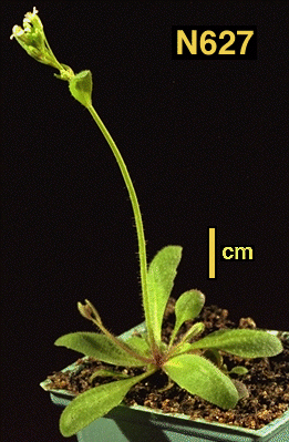 High resolution image of this Arabidopsis plant