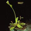 photo of Arabidopsis plant