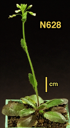 High resolution image of this Arabidopsis plant