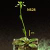 photo of Arabidopsis plant