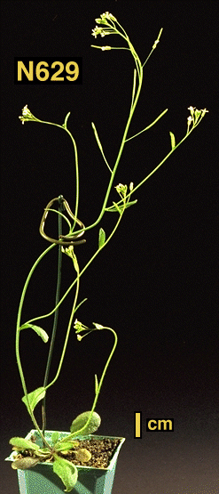 High resolution image of this Arabidopsis plant