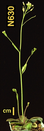 High resolution image of this Arabidopsis plant