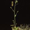 photo of Arabidopsis plant