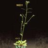 photo of Arabidopsis plant